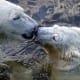 A polar bear mama and cub nuzzling.