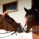 These horses are stealing a kiss.