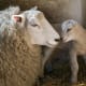 Mama sheep and her lamb in a tender moment.