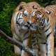 Two tigers showing love and affection.