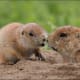 Cute little groundhog kisses