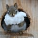 May you get everything you wish for this Christmas! (This squirrel is enjoying bamboo cotton bedding.)