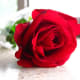 A single red rose represents devotion to a passionate relationship. It could say to your partner: "You're the only one for me. Be mine."