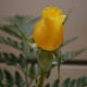 Yellow roses also represent jealousy, which is perhaps one of the reasons why they're considered to be a breakup flower.