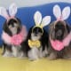 Our new Easter bonnets