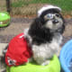 merry-christmas-greeting-card-with-five-shih-tzu-beauties