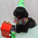 merry-christmas-greeting-card-with-five-shih-tzu-beauties