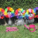 merry-christmas-greeting-card-with-five-shih-tzu-beauties