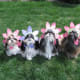 merry-christmas-greeting-card-with-five-shih-tzu-beauties