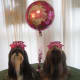 merry-christmas-greeting-card-with-five-shih-tzu-beauties