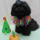 merry-christmas-greeting-card-with-five-shih-tzu-beauties