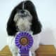 Ho Hum! Another ribbon!