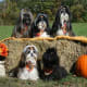 Dressed for harvest time
