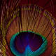 feather at my wedding