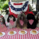 Cute Shih Tzu dogs dressed up for the 4th of July holiday!