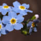 Forget-me-not flowers