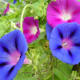 Morning glory flowers
