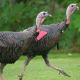 Wild turkeys in New England are thinner than domesticated farm raised birds. They look fatter than they are when displaying their plumage in aggression or courtship.