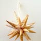 Christmas seashell star ornament