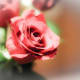 valentines-ideas-for-high-school-teens