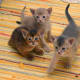 Kittens