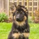 German Shepherd Puppy