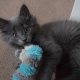 Kitten