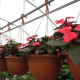#19 Hanging Potted Plants-You Can Decorate the Pot.
