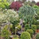 #20 Nurseries Can Help-Potted Trees