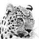 Photo to sketch effect on a leopard picture.