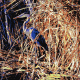 Great blue heron with crayon colors.