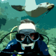Paint by number effect on an underwater seal photo.