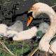 Swan camera picture to oil painting with marker colors.
