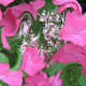An image created with the Distort filter