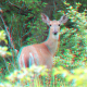 Red cyan stereoscopic photo of a white-tailed deer.