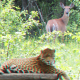 3D cardboard cutout effect of a leopard in a deer photo.