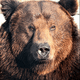 Bear with wiggling nose.