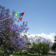 Whee! Jacarandas in May rock. (Yes, they really are that color.)