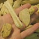 select several sturdy pieces of driftwood to work on