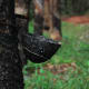 A sap collector attached to a rubber tree.