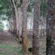 Rubber trees with attached sap catchers.