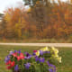 LIVING FLOWERS