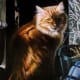 Even pet portraiture can be enhanced by the use of verdaccio!