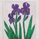 Purple Iris Garden