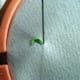 Figure 3: Start out on your next scallop stitch by creating a new loop (running stitch) just to the right of your last scallop.