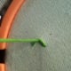 Figure 2: Pulling out from inside the loop before we tie the loop down with a tiny straight stitch.