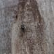 Ant on a gum tree, Otways, Australia