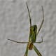 Common spider, Fukushima, Japan
