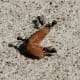 Ants dragging their prey away, Iizaka onsen, Japan