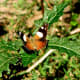 Butterfly on a weed, Lysterfield, Australia